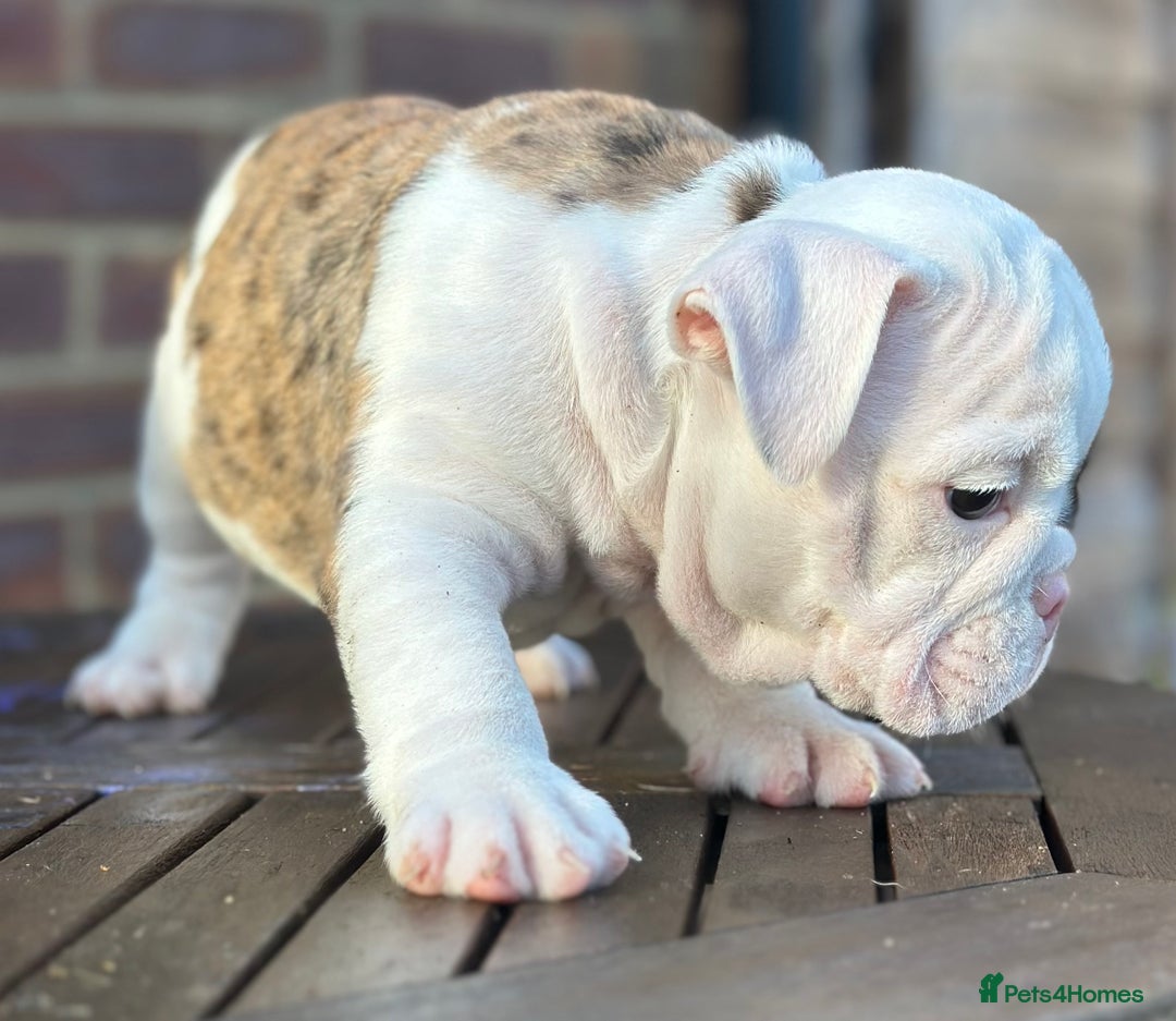 English Bulldog dogs for sale: 🌟Ready Now!🌟 - Advert 14