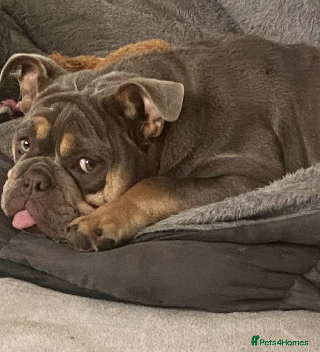 English Bulldog dogs for sale: Beautiful English bulldog - Image 12