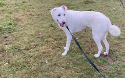 Mixed Breed dogs for adoption: Meet KERA !  A lovely girl - for a Loving Home - Image 30