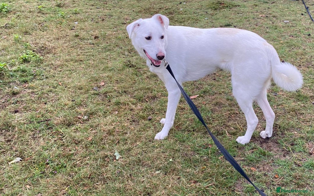 Mixed Breed dogs for adoption: Meet KERA !  A lovely girl - for a Loving Home - Image 30