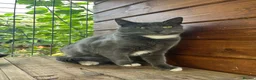 Domestic Shorthair cats for sale: URGENT REHOMING!  - Advert 1
