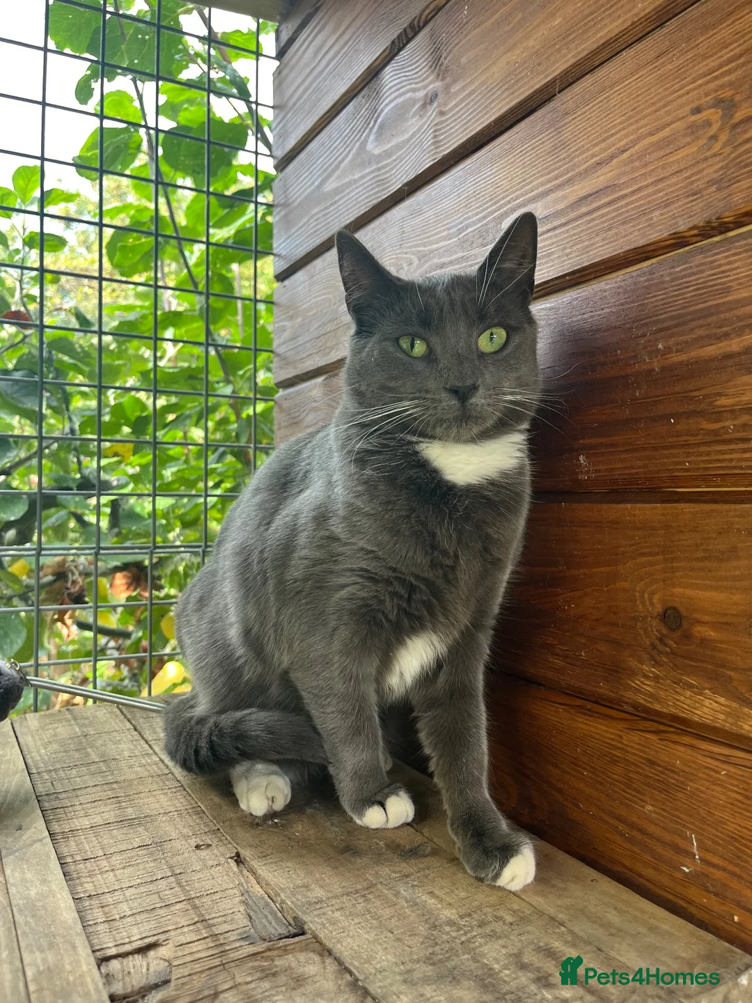 Domestic Shorthair cats for sale: URGENT REHOMING!  - Advert 1