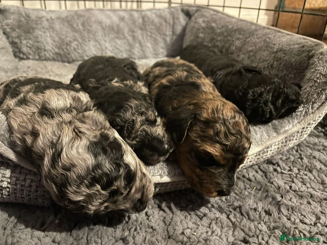 Mixed Breed dogs for sale: Poodle pups in Forres - Advert 2