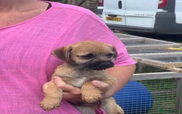 Border Terrier dogs for sale: Very special little girl - Image 5