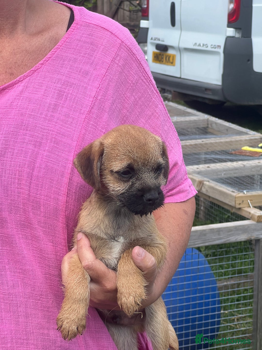 Border Terrier dogs for sale: Very special little girl - Image 5
