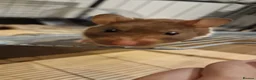 Hamster rodents for sale: Female hamster  in Camborne - Advert 5