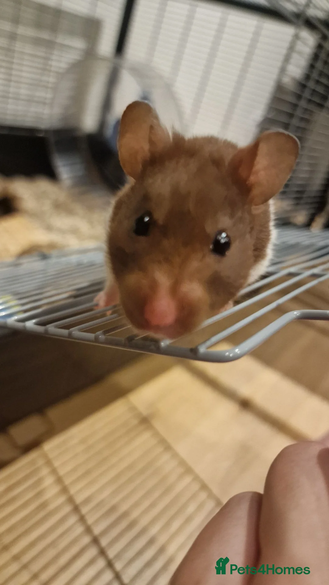 Hamster rodents for sale: Female hamster  in Camborne - Advert 5