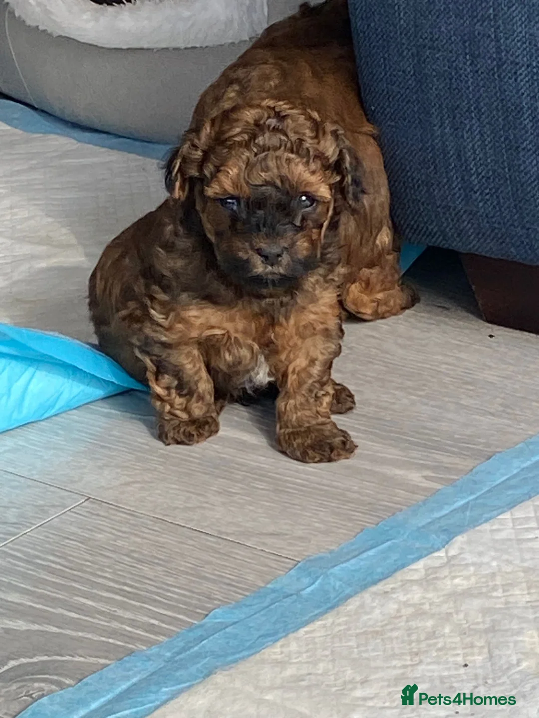 Miniature Poodle dogs for stud: Stunning Red Poodle for Stud in Motherwell - Advert 14