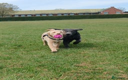 Labrador Retriever dogs for sale: Rehoming our beautiful boys, 9 month old labradors - Image 6