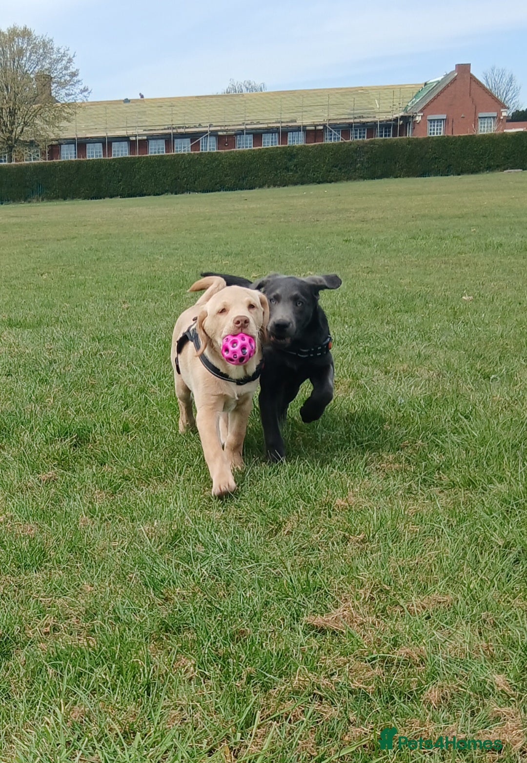 Labrador Retriever dogs for sale: Rehoming our beautiful boys, 9 month old labradors - Image 6