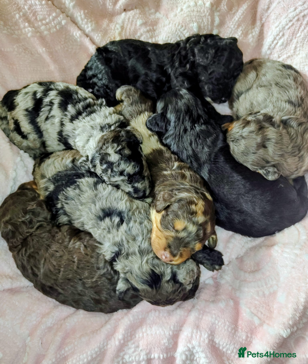 Cockapoo dogs Beautiful F1b toy cockapoos - Advert 9