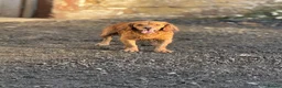 Cocker Spaniel dogs for stud: KC WORKING COCKER STUD - Advert 2