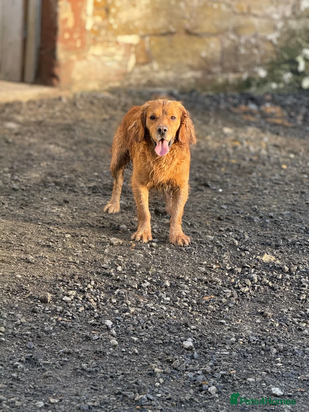 Cocker Spaniel dogs for stud: KC WORKING COCKER STUD - Advert 2