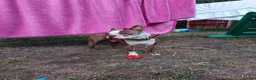 Boston Terrier dogs for sale: Boston Terrier - Milo in Telford - Advert 3