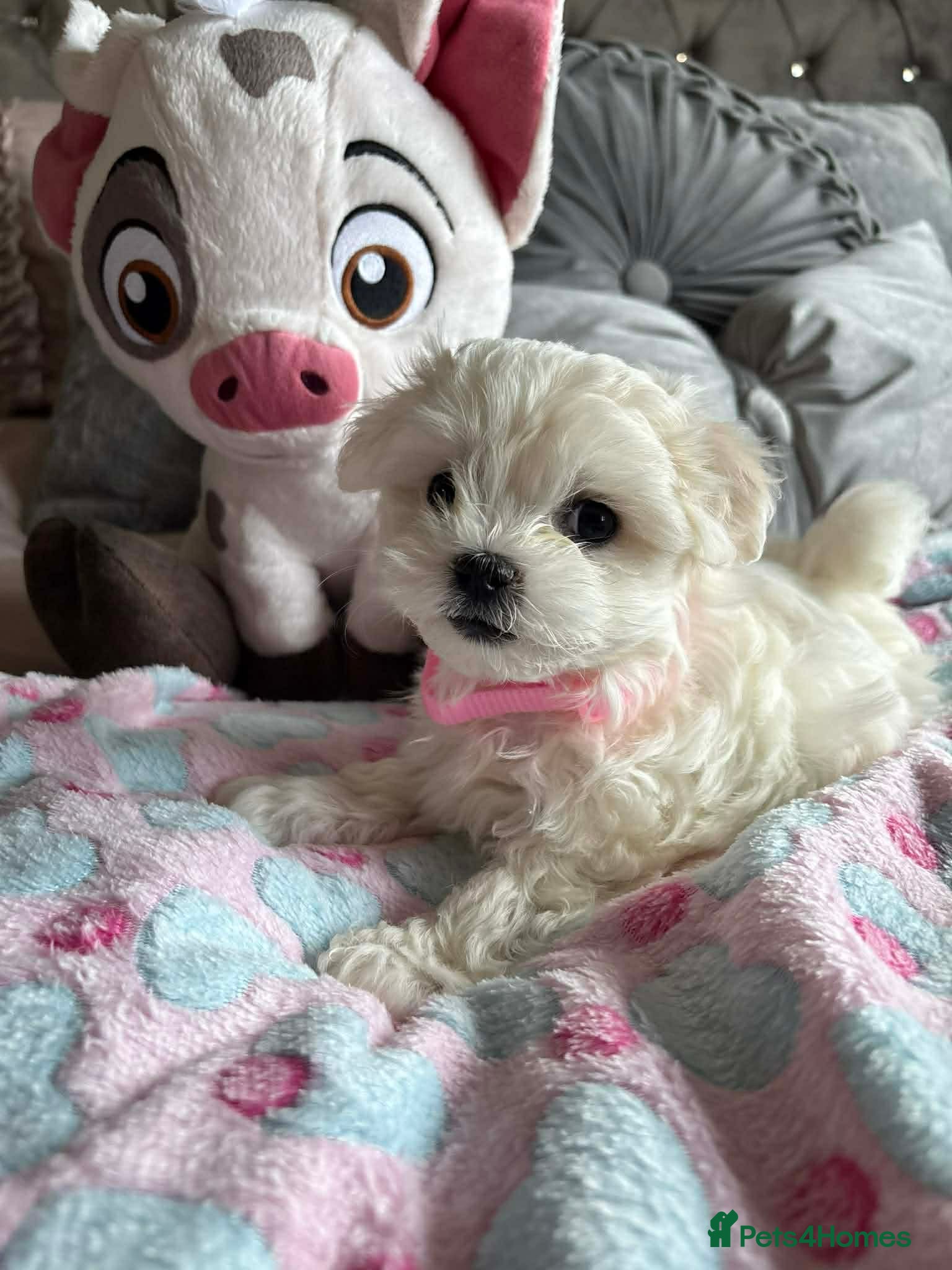 Maltese dogs 🩷 Ready, house trained Gorgeous Korean Maltese 🩷 - Advert 1