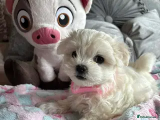 Maltese dogs 🩷 Ready, house trained Gorgeous Korean Maltese 🩷 - Advert 1