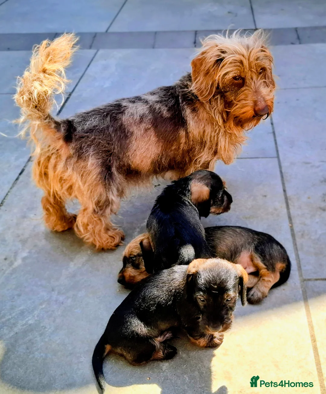 Miniature Dachshund dogs for sale: New Year's Day KC Mini-Wire Dachsunds - Advert 18