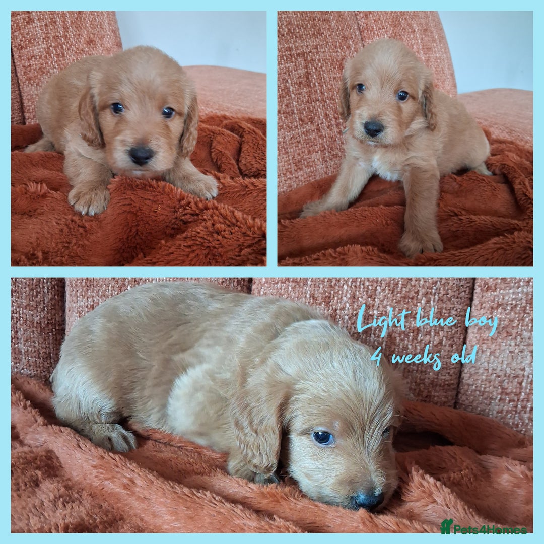 Labradoodle dogs for sale: DNA health tested F1b miniature labradoodles  - Image 6