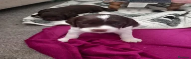 English Springer Spaniel 6