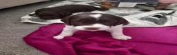 English Springer Spaniel dogs for sale: English Springer Spaniels Puppies  - Advert 4