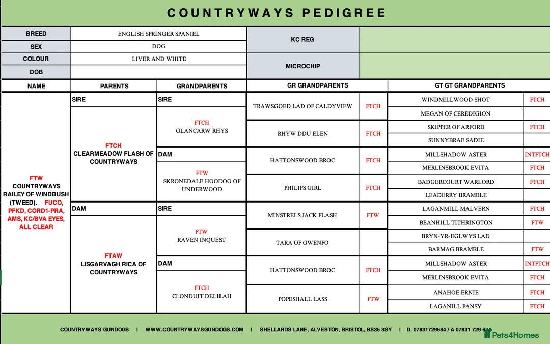 English Springer Spaniel dogs for stud: FIELD TRIAL WINNER, ENGLISH SPRINGER STUD DOG in Bristol - Advert 15