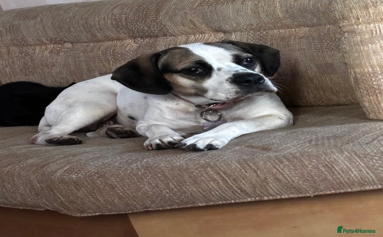 Mixed Breed dogs - Advert 3