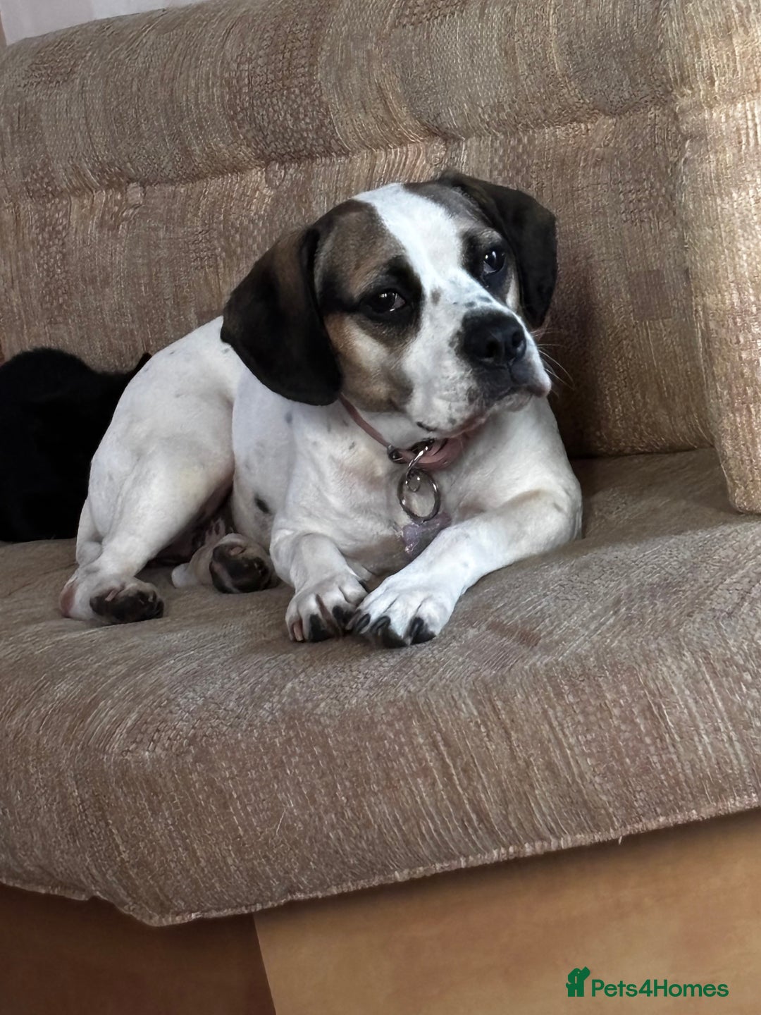 Mixed Breed dogs for sale: Princess  - Image 1
