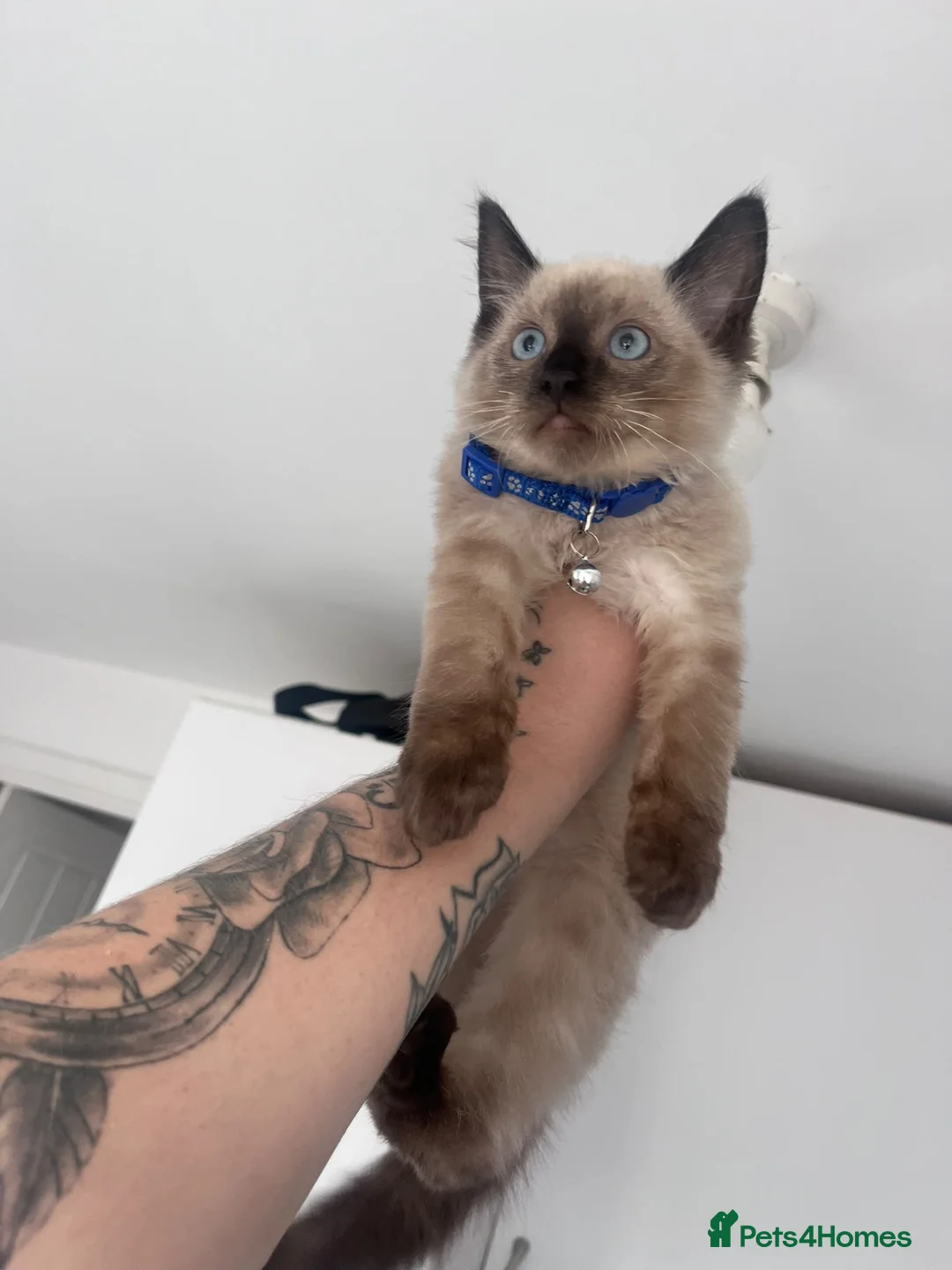 Ragdoll cats for sale: Ragdoll boy for sale  - Advert 1