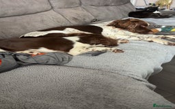 English Springer Spaniel dogs for sale: Kc fully vaccinated springer boy - Image 6