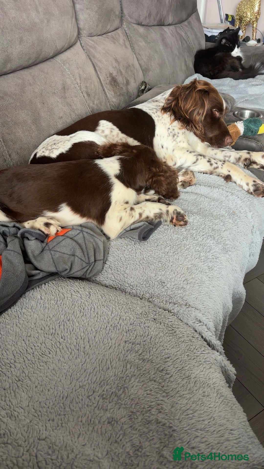 English Springer Spaniel dogs for sale: Kc fully vaccinated springer boy - Image 6