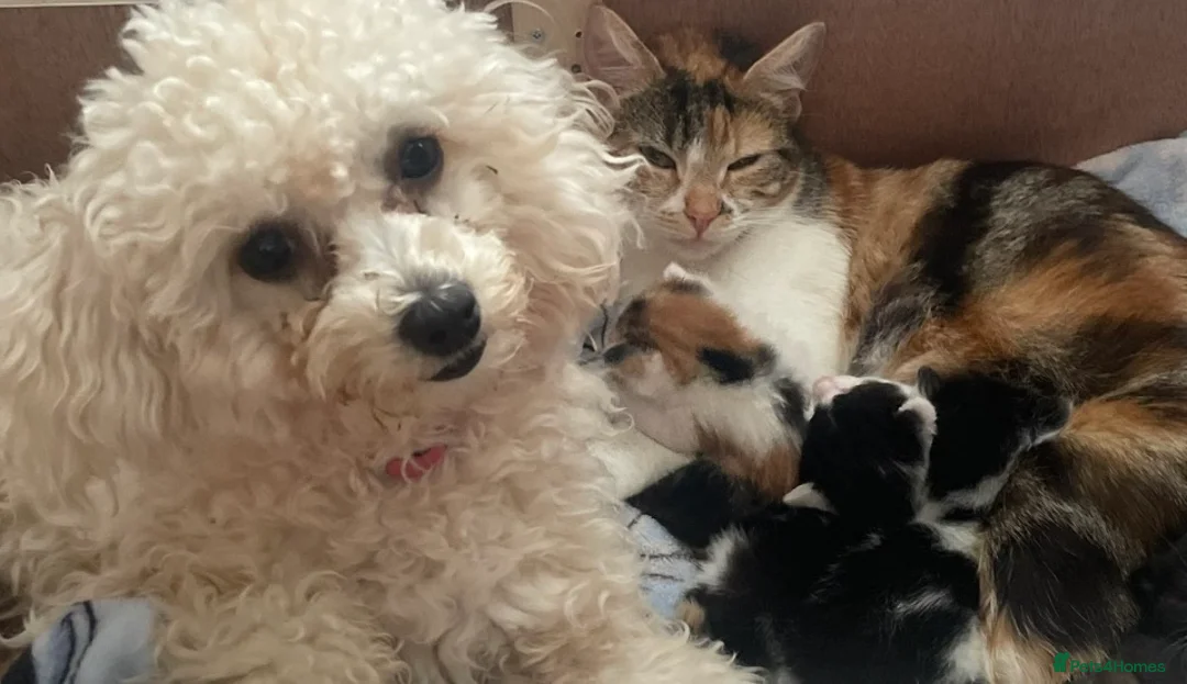 Mixed Breed cats for sale: 5 kittens for sale, mixed breed, mixed colours - Advert 2