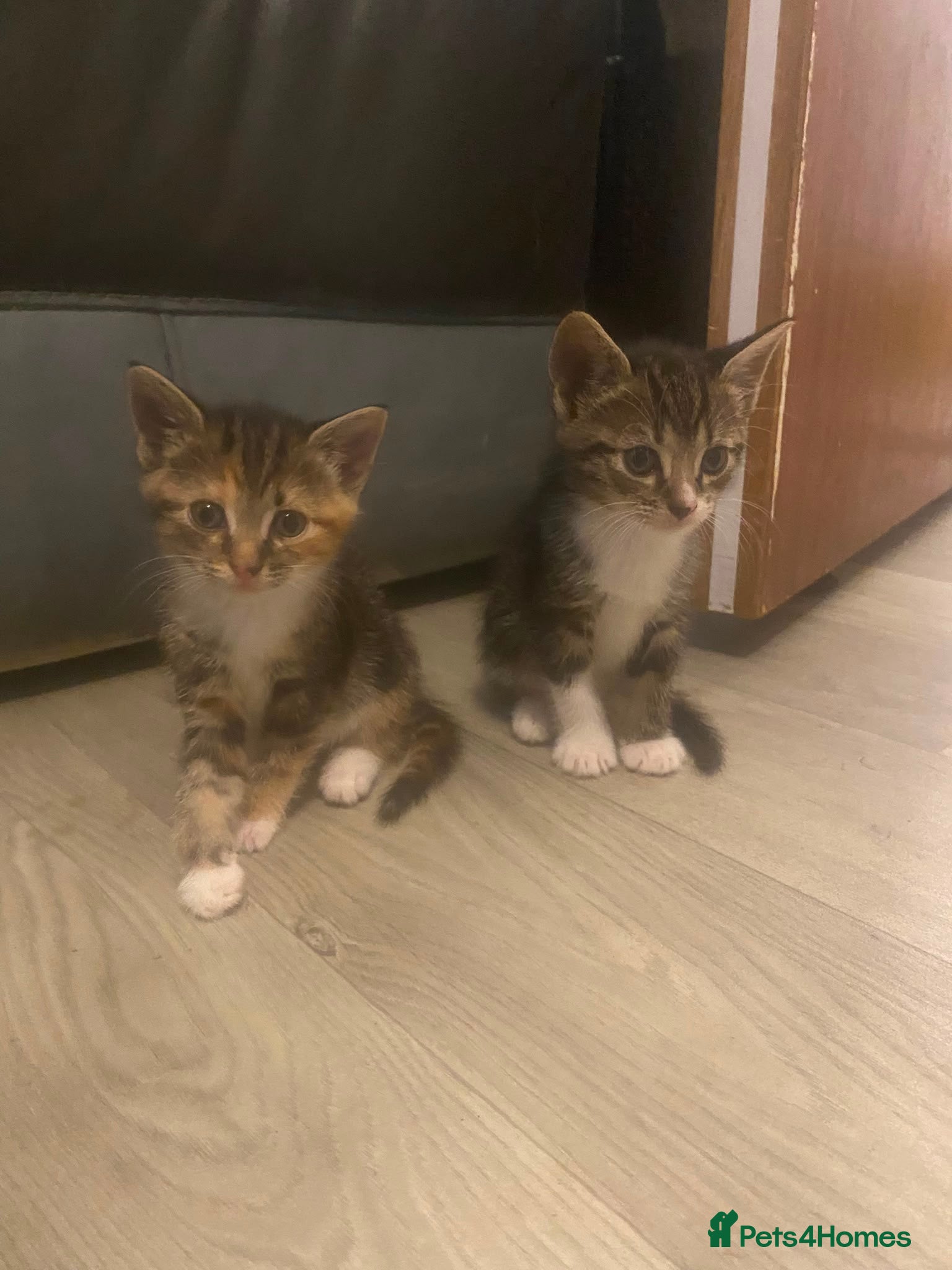 Mixed Breed cats Beautiful kittens - Advert 9