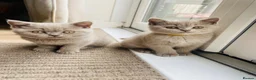 British Shorthair cats for sale: ✨Stunning Lilac  British Shorthair GCCF ✨ - Advert 4