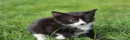 Bengal cats for sale: Female kittens  in London - Advert 12