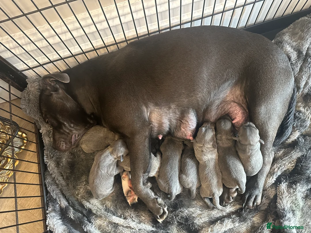 Staffordshire Bull Terrier dogs for sale: Staffordshire Bull Terrier Pups for Sale 🩶 - Advert 2