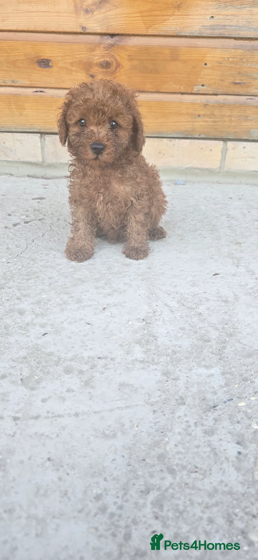 Cockapoo dogs for sale: Cockapoo puppys F2b in Stafford - Advert 2