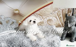 Maltese dogs for sale: KC Reg Korean type- Maltese Puppies by Emperatrice - Image 22