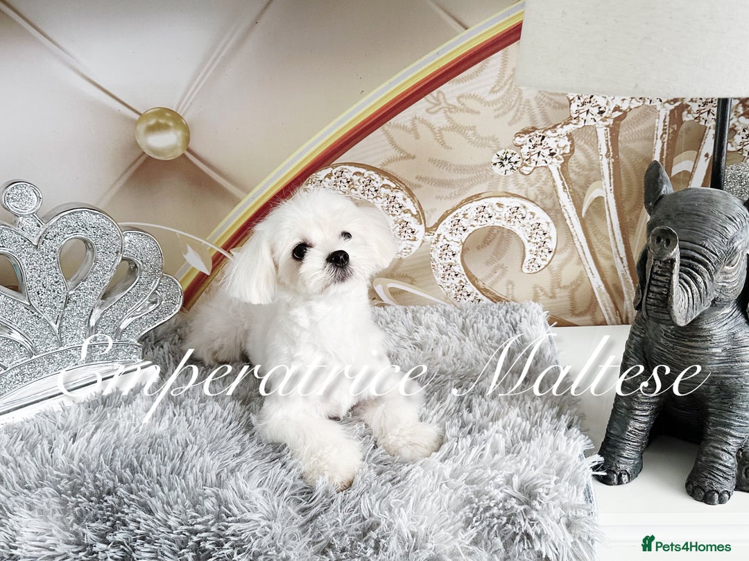 Maltese dogs for sale: KC Reg Korean type- Maltese Puppies by Emperatrice - Image 22