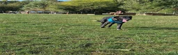 Mixed Breed dogs for adoption: Green for adoption in Hastings - Advert 4