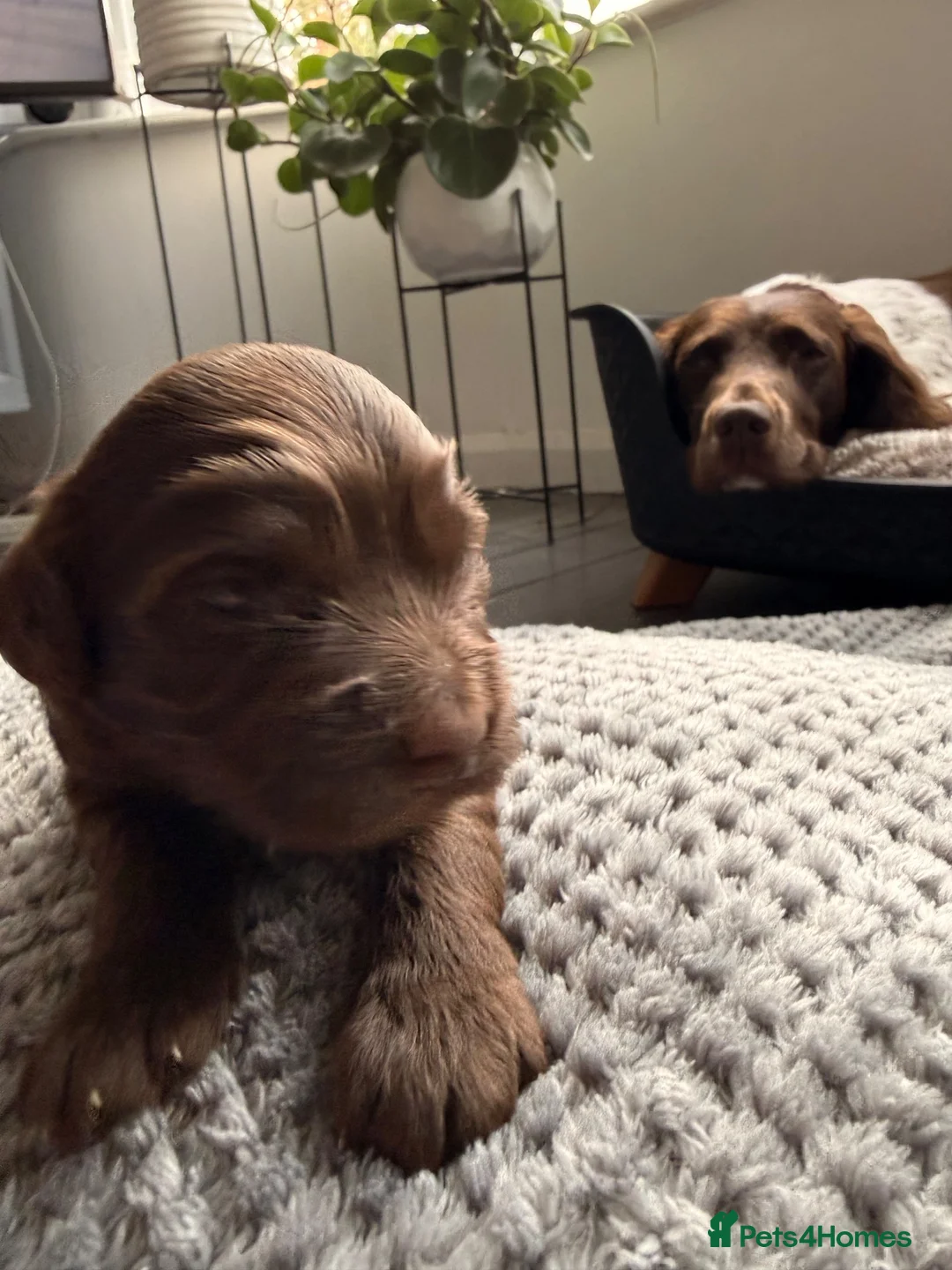Sproodle dogs for sale: Stunning litre Merle Sproodle puppies 3 weeks old  - Advert 2