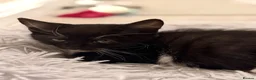 Mixed Breed cats for sale: 3 Black and White Mixed Male Kittens  in Sheffield - Advert 6