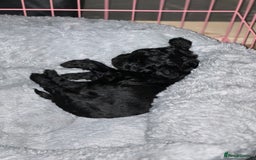 Bordoodle dogs for sale: F1B Bordoodle Puppies - Image 9