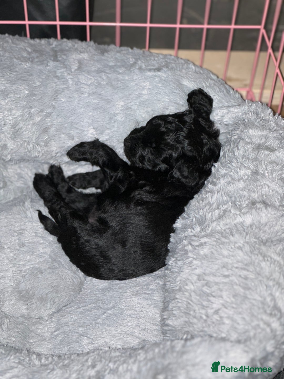 Bordoodle dogs for sale: F1B Bordoodle Puppies - Image 9