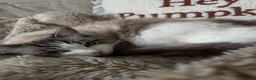 Ragdoll cats for sale: Two GCCF Ragdoll Sisters! PRICE FOR BOTH!  - Advert 36