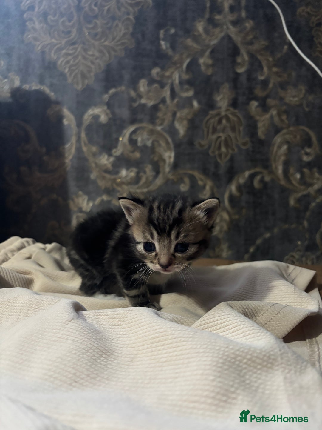 Mixed Breed cats for sale: Mixed kittens  - Advert 4
