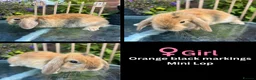 Mini Lop rabbits for sale: Mini lop / Mini lop cross orange / black bunnies - Advert 34