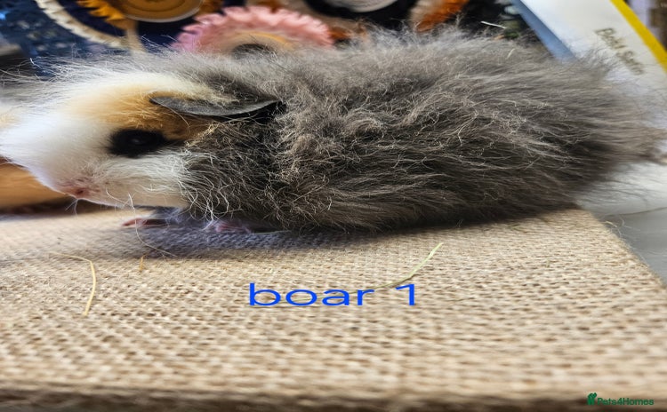 Guinea Pig rodents - Advert 13