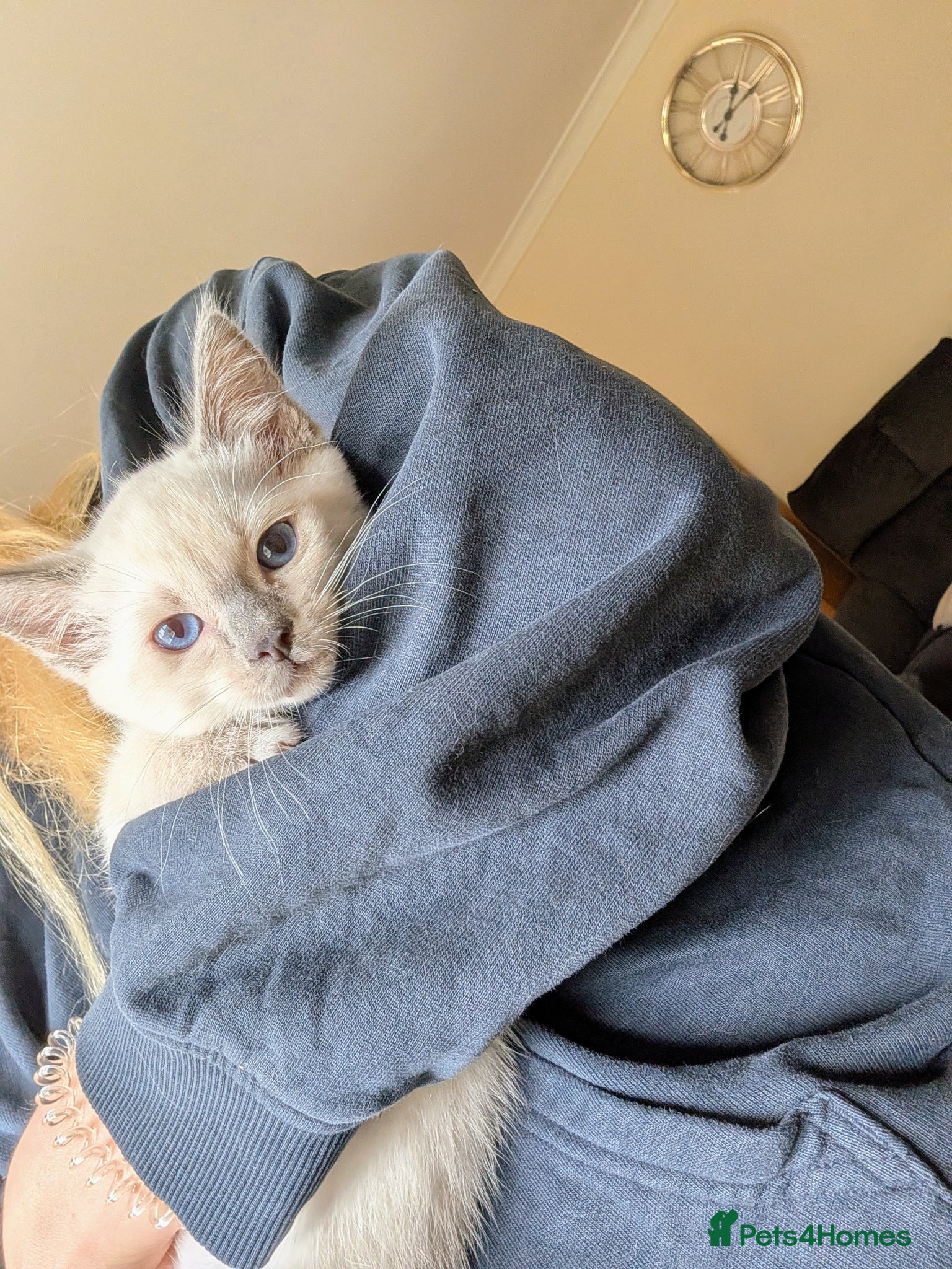 Ragamese cats Beautiful Ragdoll X Siamese Kittens - 1 LEFT - Advert 2