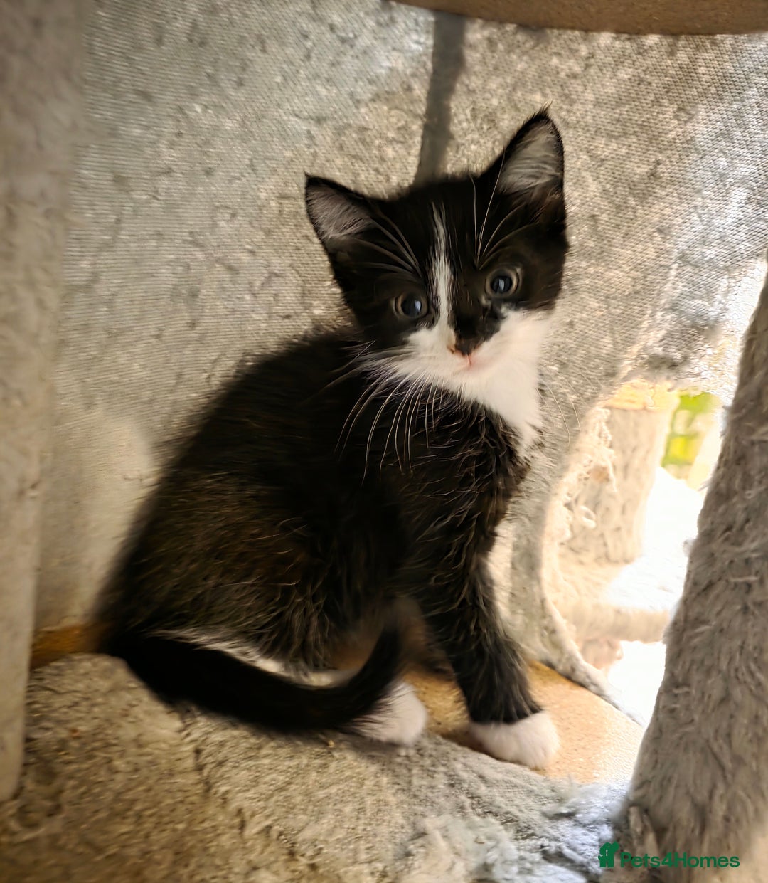 Mixed Breed cats for sale: Adorable longhair and short hair  - Advert 16