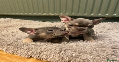 French Bulldog dogs Beautiful French bulldogs  - Advert 15